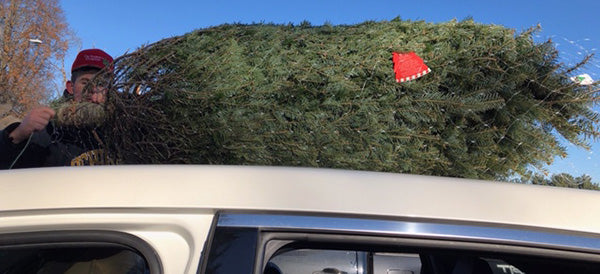 O Christmas Tree